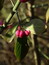 Euonymus europaea, Gewöhnliches Pfaffenhütchen, Färbepflanze Euonymus europaea, Gewöhnliches Pfaffenhütchen, Färbepflanze, Färberpflanze, Pflanzenfarben, färben, Klostergarten Seligenstadt